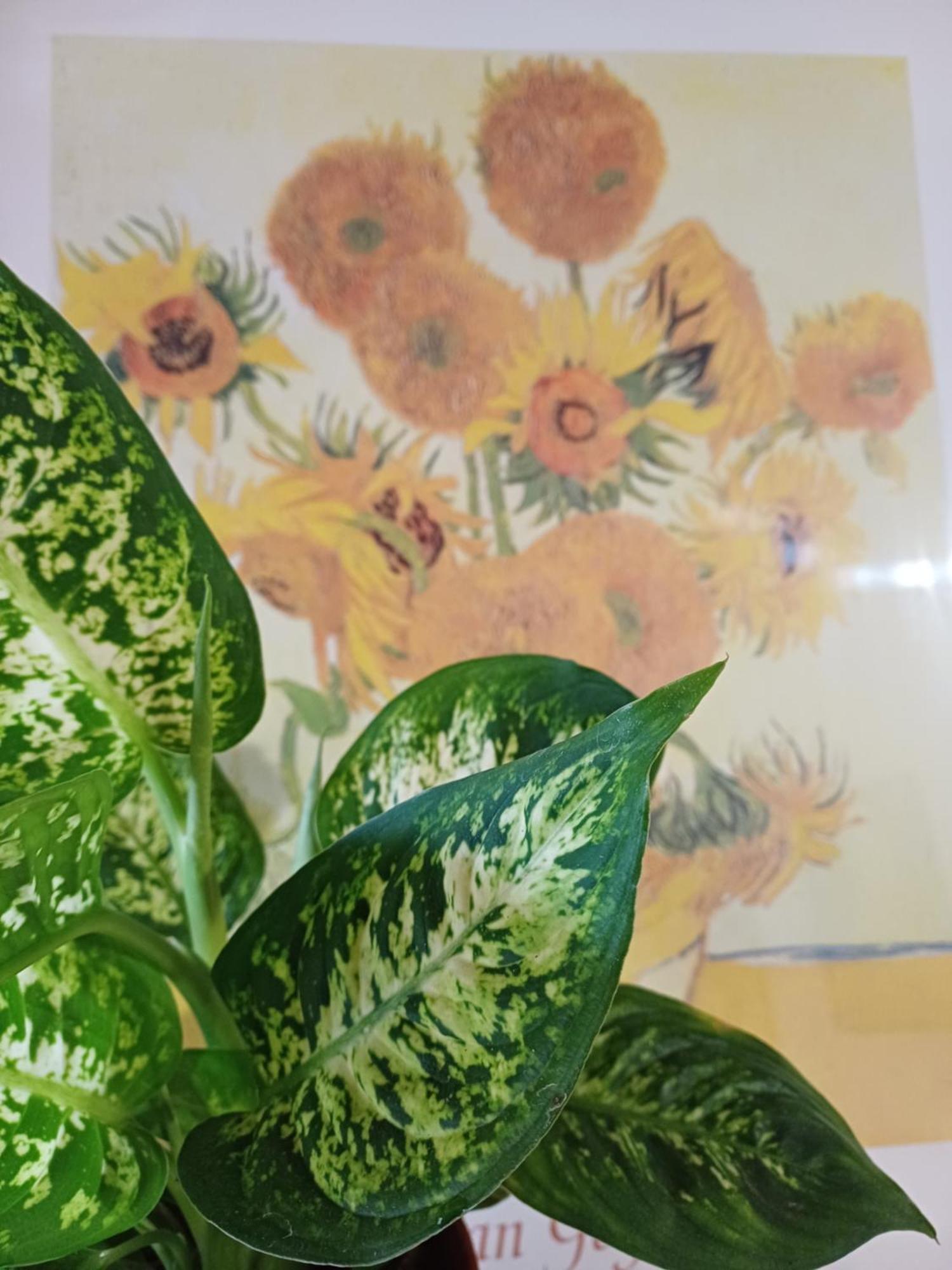 Casa Il Girasole Pitigliano Apartment ภายนอก รูปภาพ